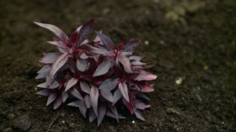 Video link: Kim Churchill - Raindrops (feat Shungudzo) - OFFICIAL VIDEO CLIP